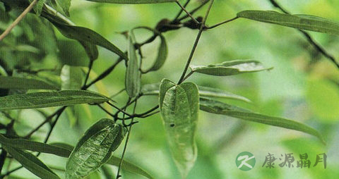 朱砂莲的药用价值_朱砂莲的副作用 朱砂莲的药用价值_朱砂莲的副作用