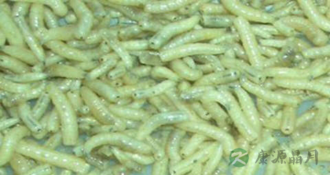 五谷虫的药用价值_五谷虫的副作用 五谷虫的药用价值_五谷虫的副作用