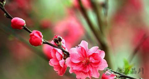紫梢花的药用价值_紫梢花的副作用 紫梢花的药用价值_紫梢花的副作用