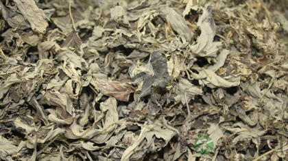 艾叶的功效与作用_艾叶的药用价值 艾叶的功效与作用_艾叶的药用价值
