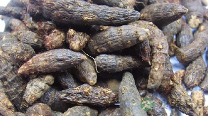 香附的功效与作用_香附的药用价值 香附的功效与作用_香附的药用价值