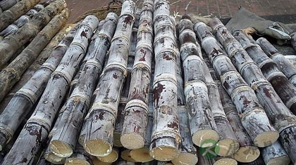 甘蔗的功效与作用_甘蔗的药用价值 甘蔗的功效与作用_甘蔗的药用价值