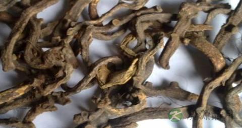 中药骨碎补的作用 中药骨碎补的作用