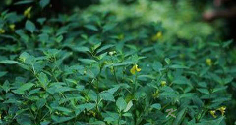 水金凤的药用价值_水金凤的副作用 水金凤的药用价值_水金凤的副作用
