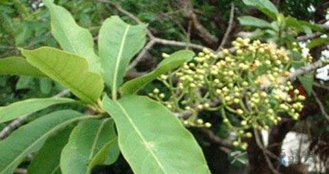水翁花的药用价值_水翁花的副作用 水翁花的药用价值_水翁花的副作用