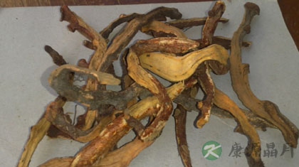 骨碎补的功效与作用_骨碎补的药用价值 骨碎补的功效与作用_骨碎补的药用价值