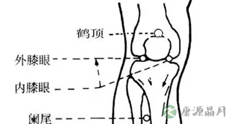 鹤顶穴在哪里_鹤顶穴的准确位置图 鹤顶穴在哪里_鹤顶穴的准确位置图