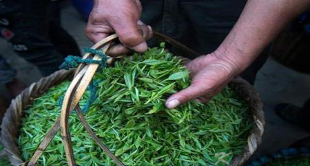 世界上最健康的饮品竟然是茶 世界上最健康的饮品竟然是茶