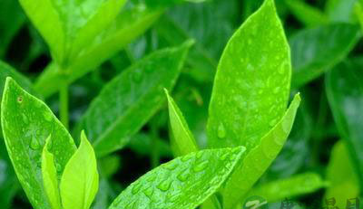 常喝茶可以防止记忆力衰退 常喝茶可以防止记忆力衰退