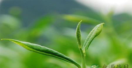 熬夜看欧洲杯秘籍—茶 熬夜看欧洲杯秘籍—茶