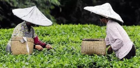 茶叶的季节如何区分? 茶叶的季节如何区分?
