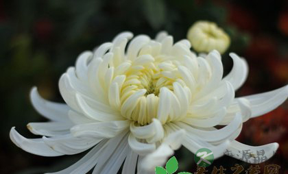 盘点多种菊花茶的养生功效 盘点多种菊花茶的养生功效