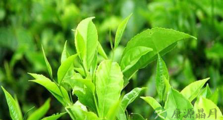 普洱茶的这些名词概念都和时间划分有关 普洱茶的这些名词概念都和时间划分有关