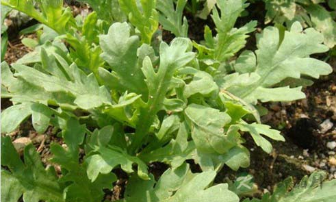 茼蒿香味可养心安神定情绪 茼蒿香味可养心安神定情绪