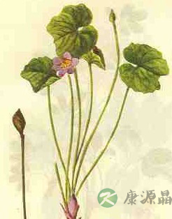 黄连配吴茱萸或阿胶 滋阴润肺安眠不烦躁 黄连配吴茱萸或阿胶 滋阴润肺安眠不烦躁