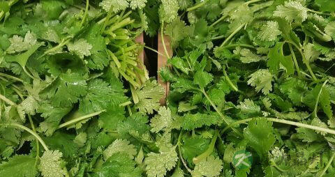 黄芪增强精子活力吗 黄芪增强精子活力吗