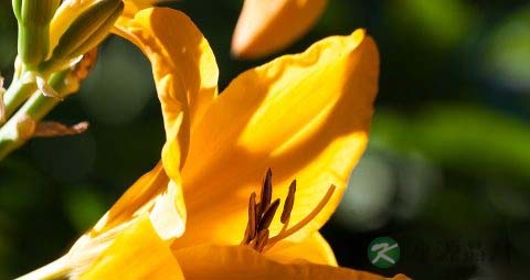孕妇能吃黄花菜吗 孕妇能吃黄花菜吗