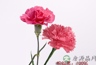 母亲节到啦!亲手做一束康乃馨送给妈妈 母亲节到啦!亲手做一束康乃馨送给妈妈