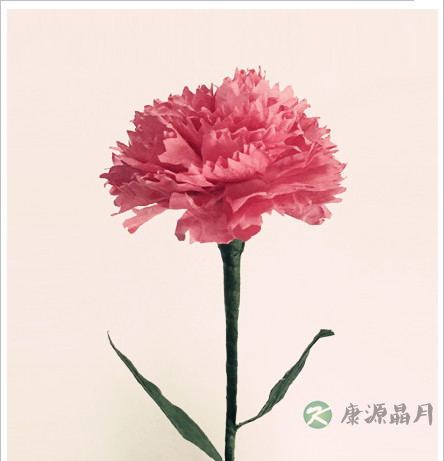 母亲节到啦!亲手做一束康乃馨送给妈妈 母亲节到啦!亲手做一束康乃馨送给妈妈