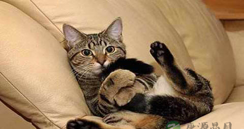 怕猫狗的人是什么心理 怕猫狗的人是什么心理