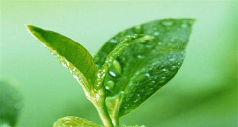 绿茶加蜂蜜洗脸好吗 绿茶加蜂蜜洗脸好吗