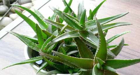 芦荟化妆水的功效 芦荟化妆水的功效