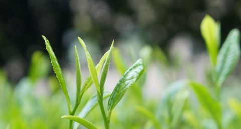 普洱茶可以减肥吗 普洱茶可以减肥吗