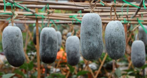 光吃苹果可以减肥吗 光吃苹果可以减肥吗