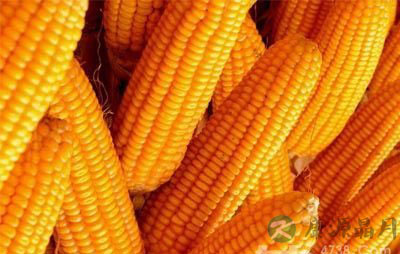 秋季膳食多吃玉米 排毒还能抗衰 秋季膳食多吃玉米 排毒还能抗衰