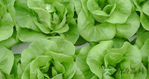 生菜可以腌制吗 生菜可以腌制吗