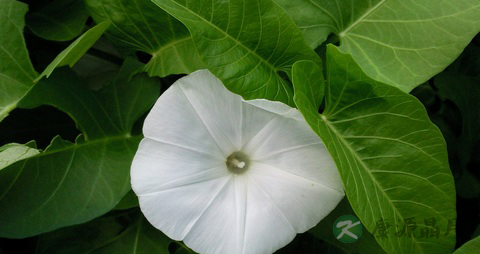 空心菜的营养价值_吃空心菜的好处 空心菜的营养价值_吃空心菜的好处