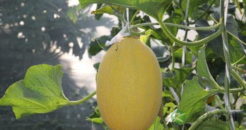 哈蜜瓜怎么吃好 哈蜜瓜怎么吃好