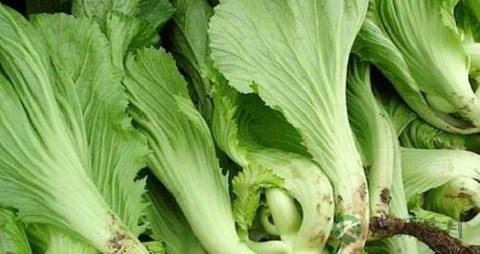 凉拌芥菜需要过水吗 凉拌芥菜需要过水吗