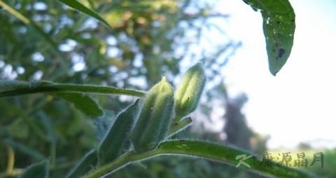 黑芝麻的营养价值_吃黑芝麻的好处 黑芝麻的营养价值_吃黑芝麻的好处