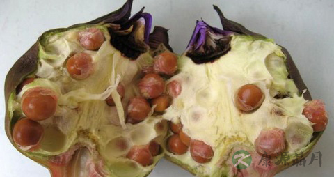 芡实的营养价值_吃芡实的好处 芡实的营养价值_吃芡实的好处