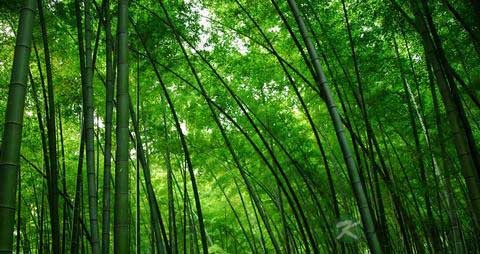 竹笋的营养价值_吃竹笋的好处 竹笋的营养价值_吃竹笋的好处