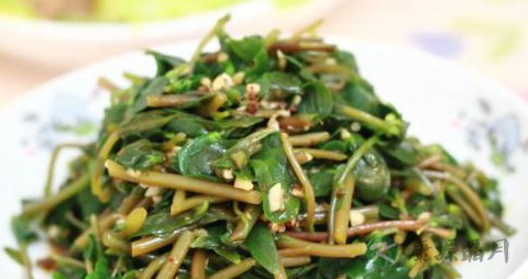 新鲜马齿苋怎么吃 新鲜马齿苋怎么吃