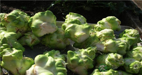 榨菜是用芥菜头做的吗 榨菜是用芥菜头做的吗