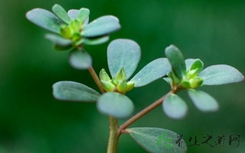 新鲜马齿苋怎么吃 新鲜马齿苋怎么吃