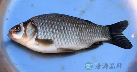 清炖鲫鱼汤用什么锅 清炖鲫鱼汤用什么锅