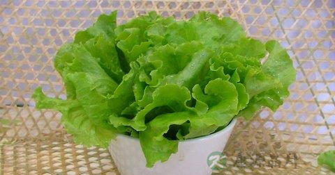 生菜可以炒什么菜 生菜可以炒什么菜