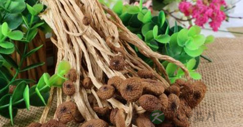 排骨汤可以加茶树菇吗 排骨汤可以加茶树菇吗