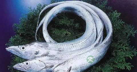 香煎带鱼怎样不粘锅 香煎带鱼怎样不粘锅