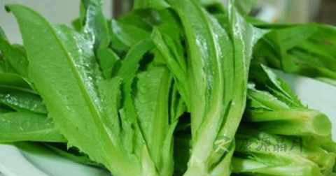 油麦菜和生菜一起炒吗 油麦菜和生菜一起炒吗