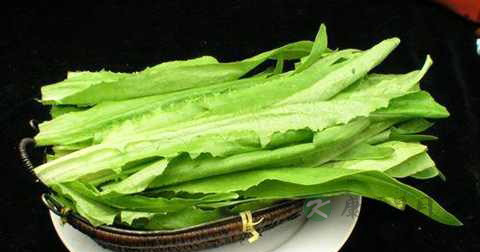 油麦菜和生菜一起炒吗 油麦菜和生菜一起炒吗