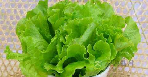 生菜和木耳可以炒吗 生菜和木耳可以炒吗