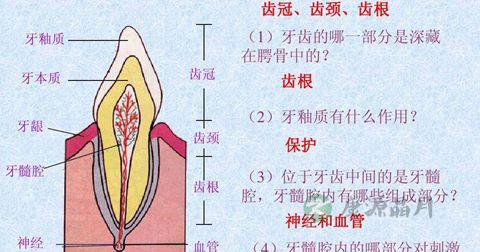 牙疼 牙疼