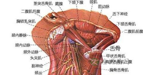 落枕 落枕