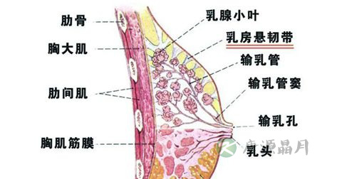 巨乳 巨乳