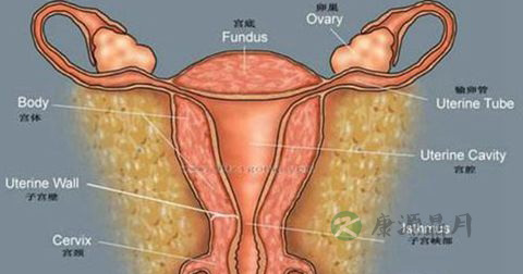 前庭大腺囊肿 前庭大腺囊肿